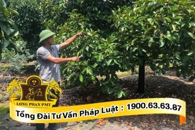 trong coi nha la viec gin giu, trong nom nha cua va phai duoc tra chi phi