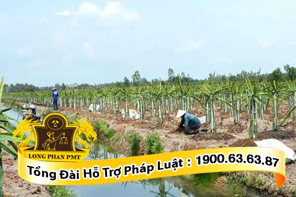 Đất cho mượn để canh tác nhưng không trả