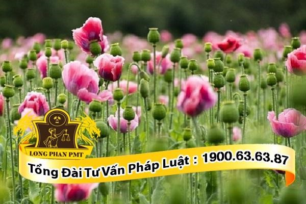 Cây thuốc phiện