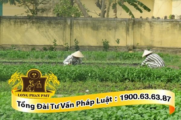 đối tượng được giảm thời hạn phạt tù