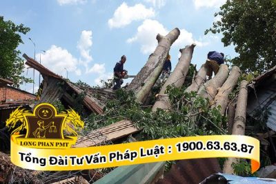 Cây ngã nhà dân ai chịu trách nhiệm bồi thường