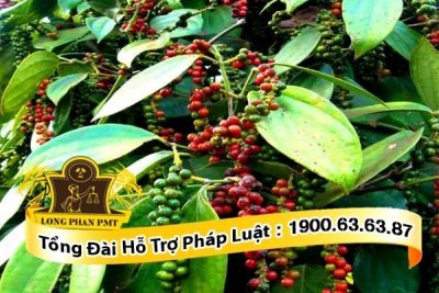 hợp đồng xuất khẩu tiêu thường có nhiều rủi ro trong công đoạn vận chuyển