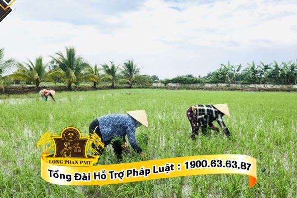 Đất nông nghiệp được bồi thường khi thu hồi đất