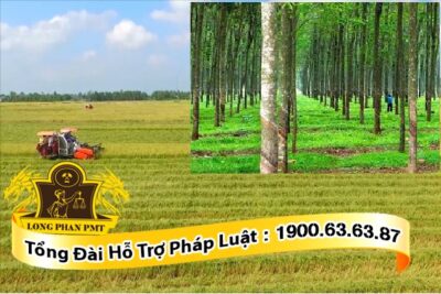 Chuyển đổi đất trồng lúa sang đất trồng cây lâu năm 