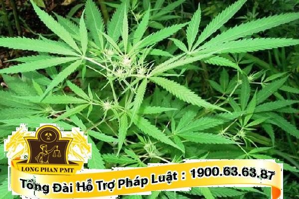 Cây thuốc phiện, cần sa