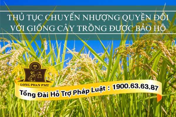 Quy định về chuyển nhượng quyền đối với giống cây trồng