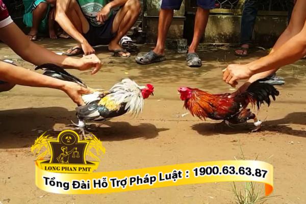 Xem đá gà ăn tiền có vi phạm pháp luật hay không
