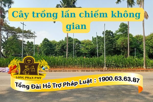Cây trồng lấn chiếm không gian xử lý thế nào?