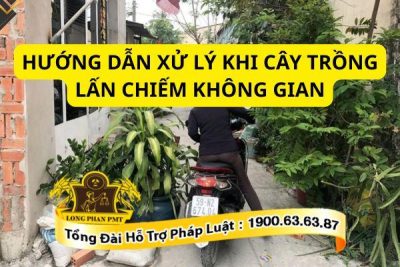 Hướng dẫn xử lý khi cây trồng lấn chiếm không gian đúng pháp luật
