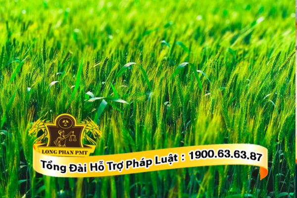 Hạn mức cấp giấy chứng nhận lần đầu năm 2024