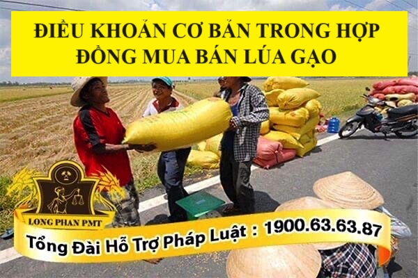 Điều khoản cơ bản trong hợp đồng mua bán lúa gạo gồm những gì