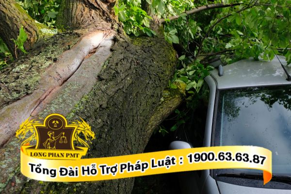 Thiệt hại do cây cối gây ra yêu cầu bồi thường thế nào