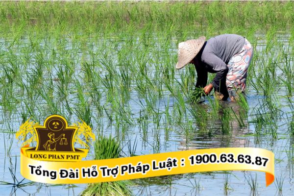 Cá nhân không trực tiếp sản xuất nông nghiệp vẫn được nhận chuyển nhượng trong hạn mức