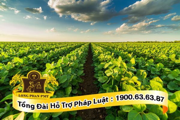 Luật sư tư vấn hợp đồng mua bán đất tại văn phòng.
